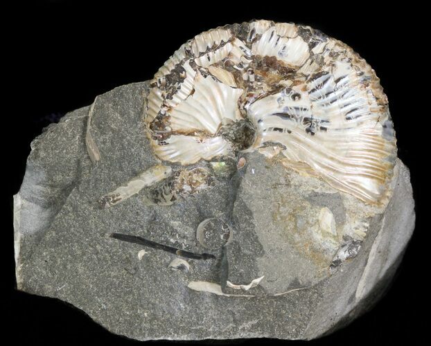Hoploscaphites Brevis Ammonite - #43940